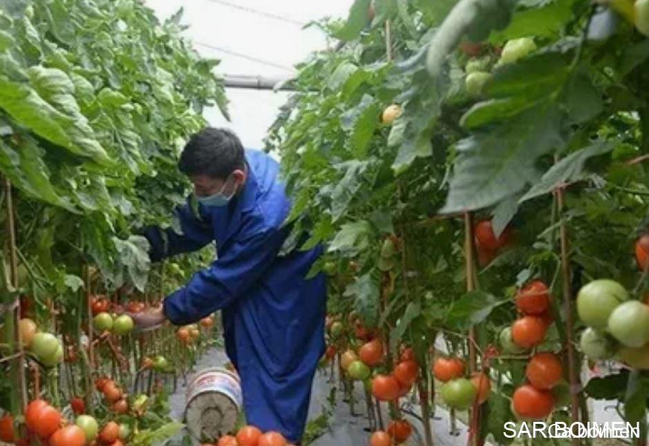 Fruit Farmer Laborer